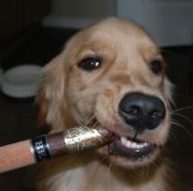 doggie_cigar
