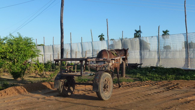 cuba 2011 - hector luis 35