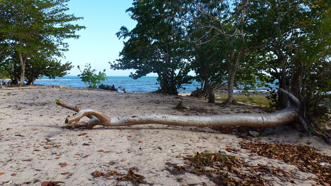 cuba 2012 playa larga I 0412 23