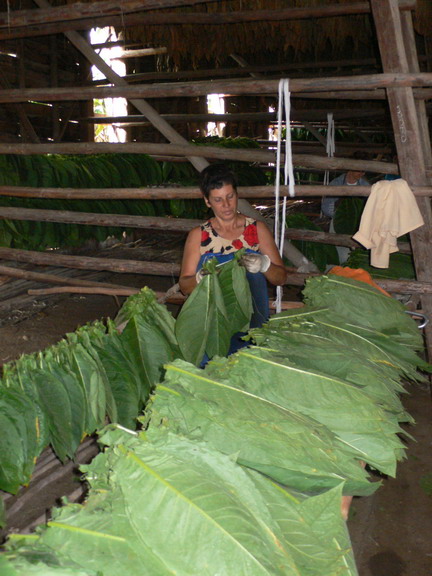 cuba 2011 vuelta abajo - trinidad 11