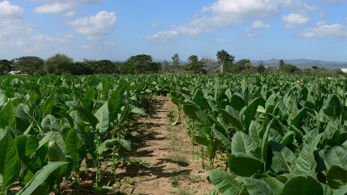 cuba 2011 vuelta abajo - trinidad 17