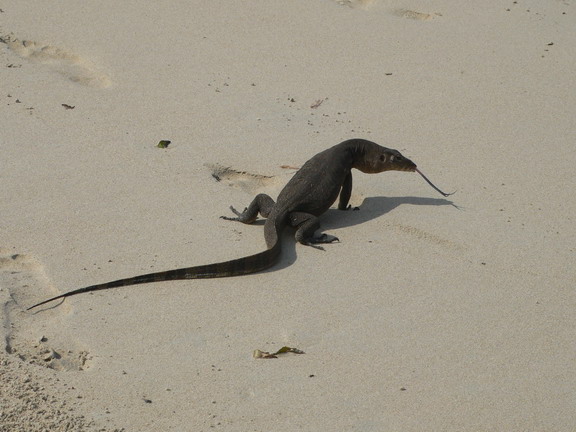 sin bintan cigars with lizards 1210 32