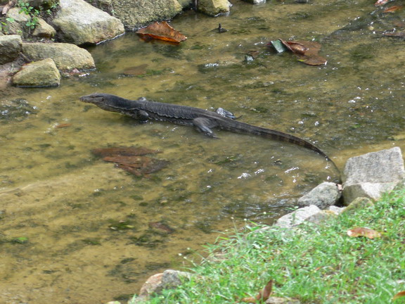 sin bintan cigars with lizards 1210 45