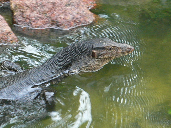 sin bintan cigars with lizards 1210 47